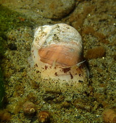 Cryptonatica aleutica