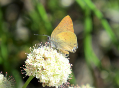 Satyrium auretorum
