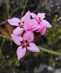 Sonderothamnus speciosus