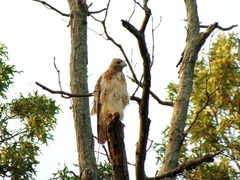 Buteo jamaicensis
