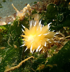 Dirona pellucida