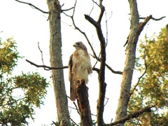 Buteo jamaicensis