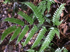 Arachniodes rhomboidea