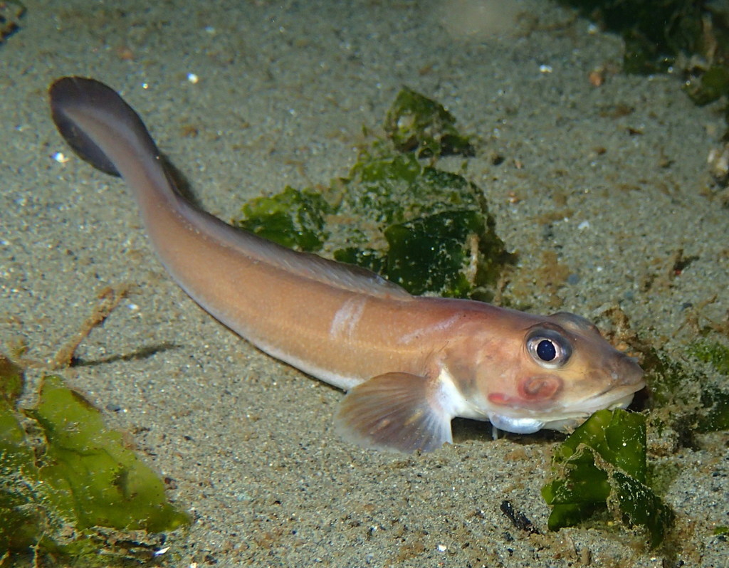 Blackbelly Eelpout