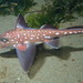 Spotted Ratfish - Photo (c) Sara Thiebaud, some rights reserved (CC BY-NC), uploaded by Sara Thiebaud