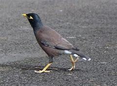 Acridotheres tristis