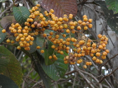 Dilleniaceae