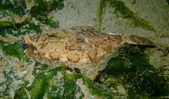 Pleuronichthys coenosus