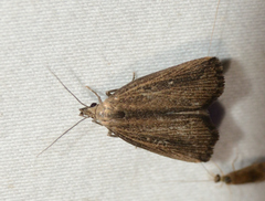 Macrochilo orciferalis