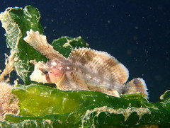 Nautichthys oculofasciatus