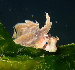 Nautichthys oculofasciatus
