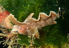 Nautichthys oculofasciatus