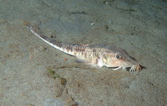 Podothecus accipenserinus