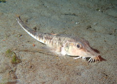 Podothecus accipenserinus