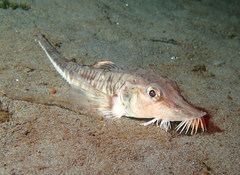 Podothecus accipenserinus