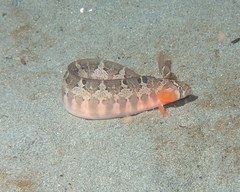 Pholis ornata