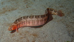 Pholis ornata