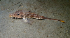 Podothecus accipenserinus