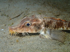 Podothecus accipenserinus