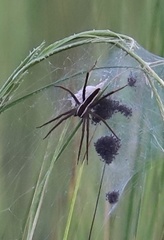 Pisaurina brevipes