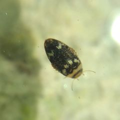 Laccophilus poecilus