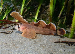 Nautichthys oculofasciatus