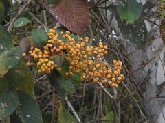 Dilleniaceae