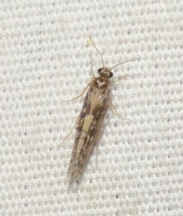 Agraylea multipunctata