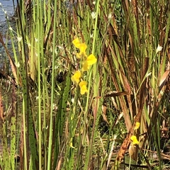 Utricularia juncea