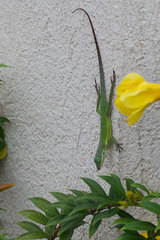 Anolis bimaculatus