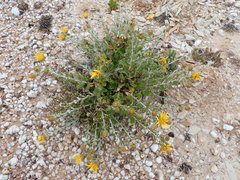 Berkheya fruticosa