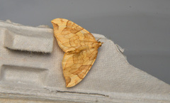Eulithis propulsata