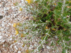 Berkheya fruticosa
