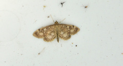 Anania tertialis