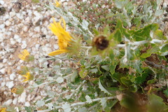 Berkheya fruticosa