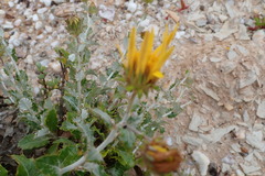 Berkheya fruticosa
