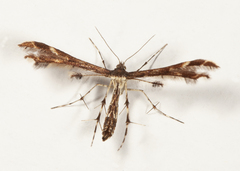 Geina tenuidactylus