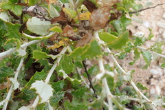 Berkheya fruticosa