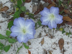 Image of Bonamia grandiflora