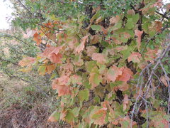 Acer opalus obtusatum