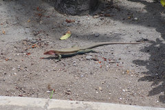 Pholidoscelis erythrocephalus