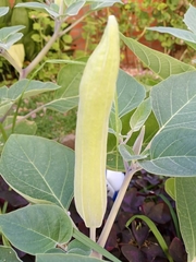 Datura