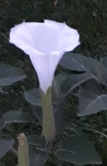 Datura