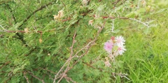 Vachellia schaffneri