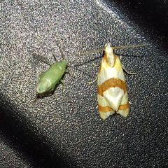 Phalonidia albipalpana