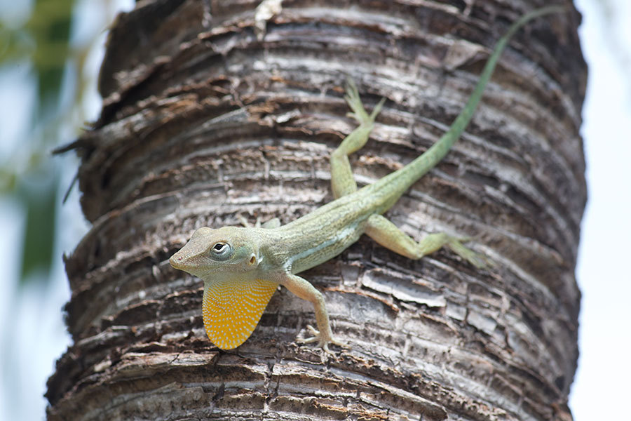 Anguilla Anole