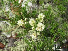 Polygonum dentoceras