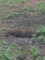 Marmota monax