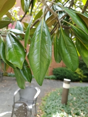 Magnolia grandiflora