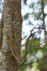 Anolis gingivinus